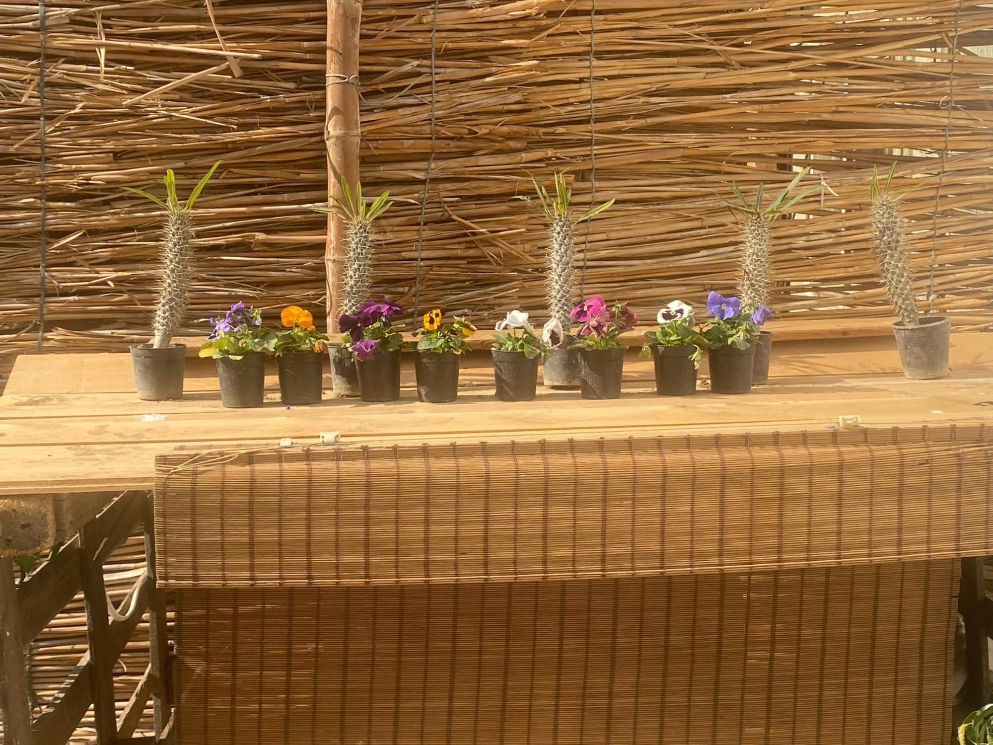 Airport Rooftop Club Luxurious Rooms And Studios Cairo Ngoại thất bức ảnh